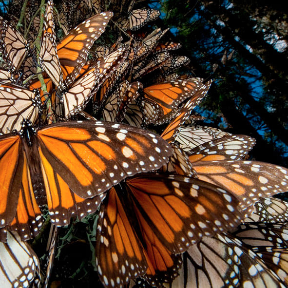 Observación de Mariposas Monarca en Michoacan
